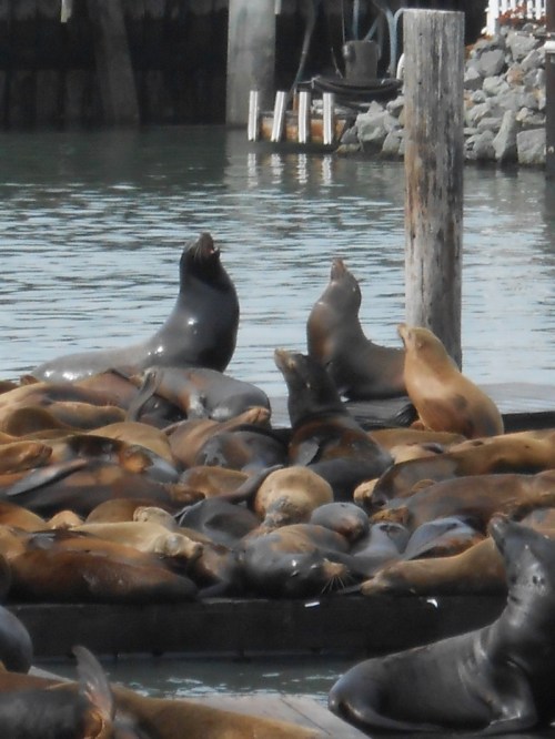 Sea Lions 2